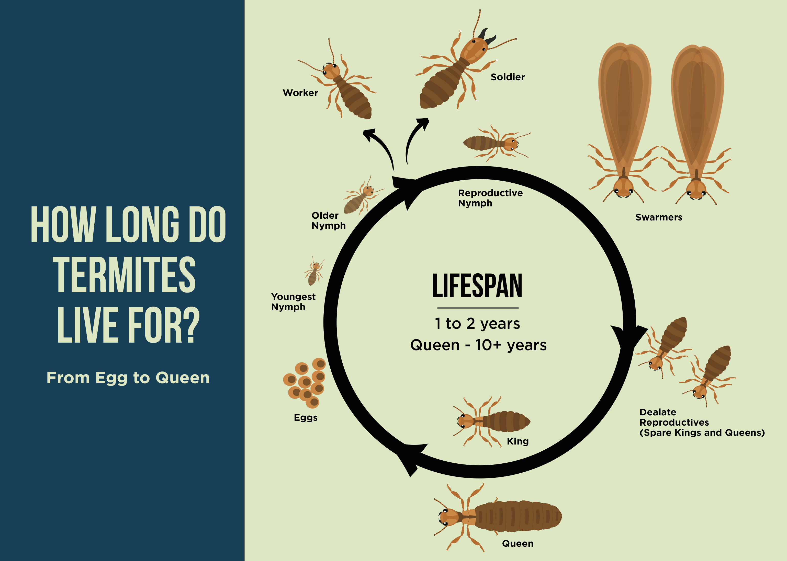 life circle of termite